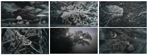 Asterina, 2009 video, animazione (15')